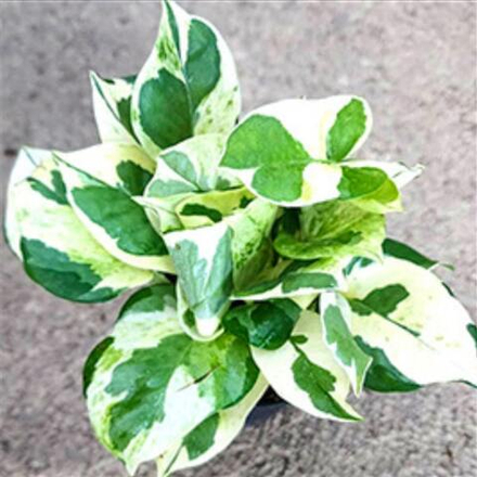 Эпипремнум NJOY