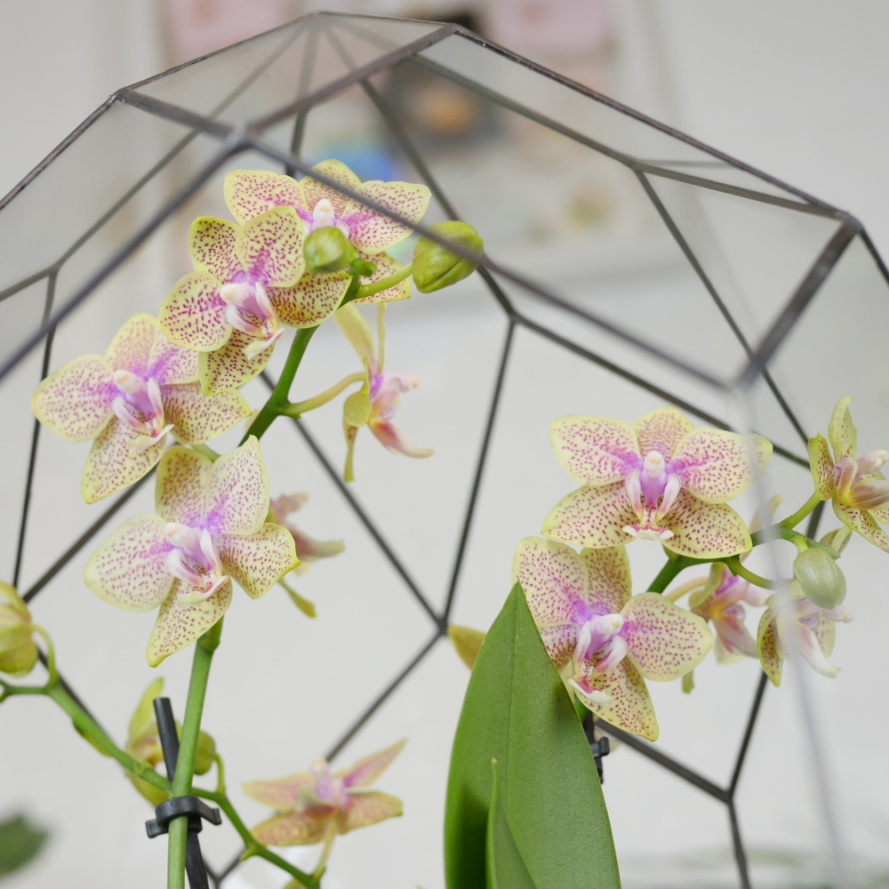 Готовый флорариум с медовой орхидеей Цефей с озером