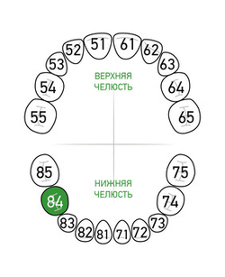 Зона применения клампа для коффердама/раббердама №84 для молочных зубов KSK Dentech (Япония)