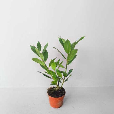 Лавровое дерево