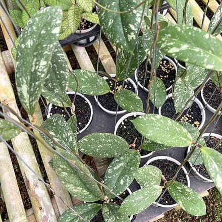 Хойя VITELLINOIDES HIGH SPLASH