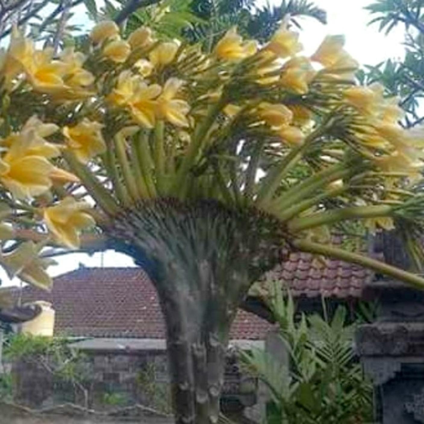 Кристатная плюмерия