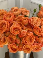 Пионовидная кустовая роза в оранжевом оттенке