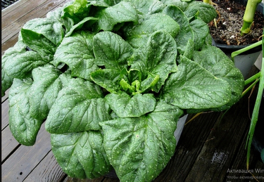 Шпинат: польза, состав и применение