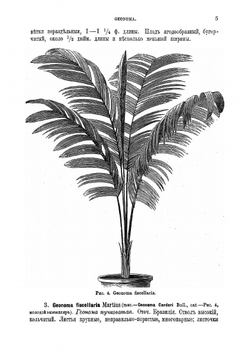 Содержание и воспитание растений в комнатах. Часть 2, выпуск 2 | Р.Э. Регель