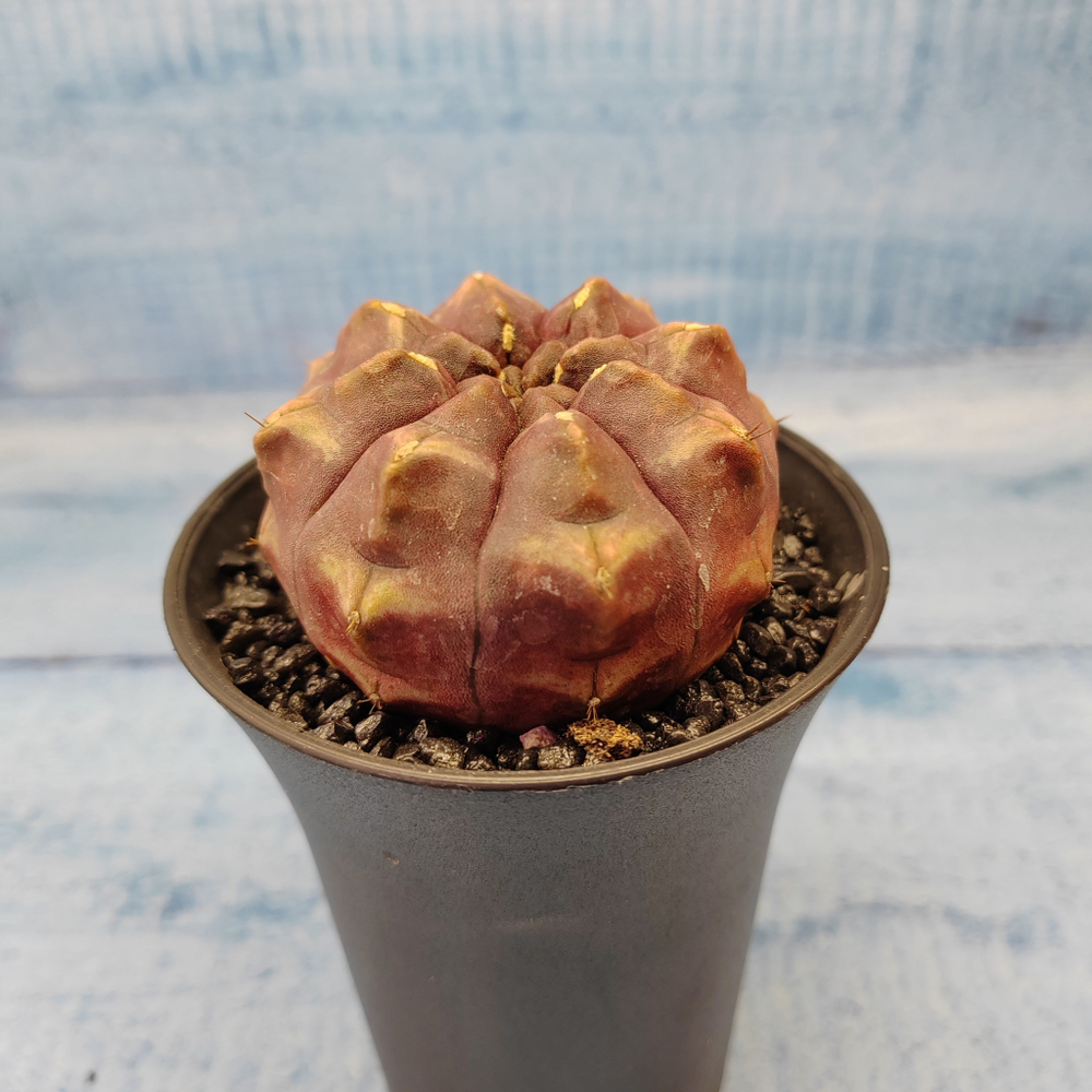 Gymnocalycium Daydream (Гимнокалициум)