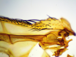 Видеоокуляр ToupCam UCMOS05100KPA