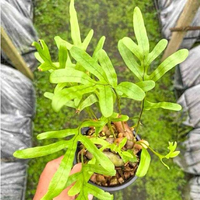 Папоротник