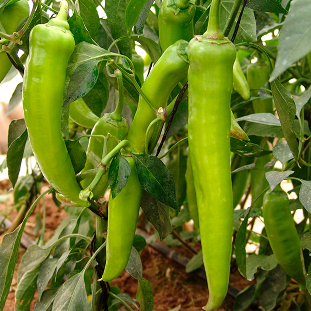 Чемси F1 семена перца острого кимчи (Syngenta / Сингента)