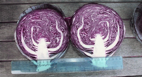 РОКСИ F1 семена капусты краснокочанной Seminis характеристика – фото 4