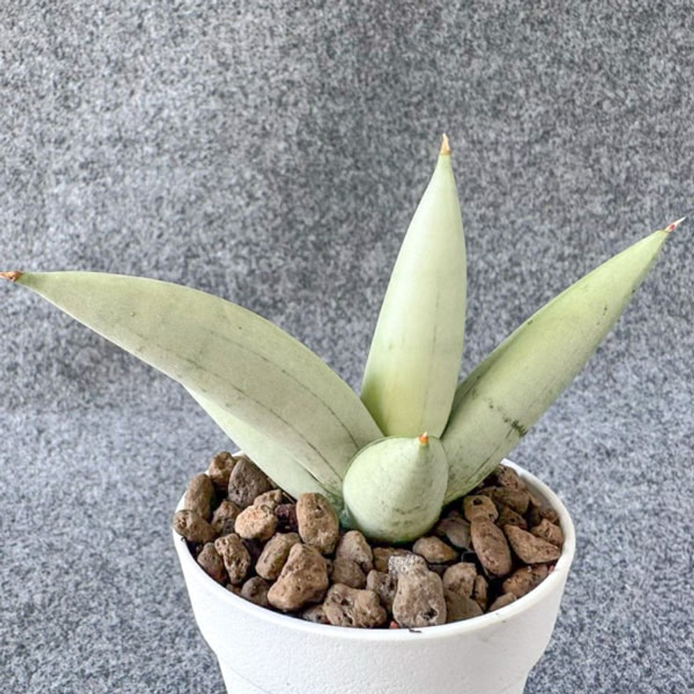 Сансевиерия BONCEL PLATINUM