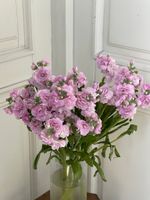 Маттиола кустовая в розовом оттенке