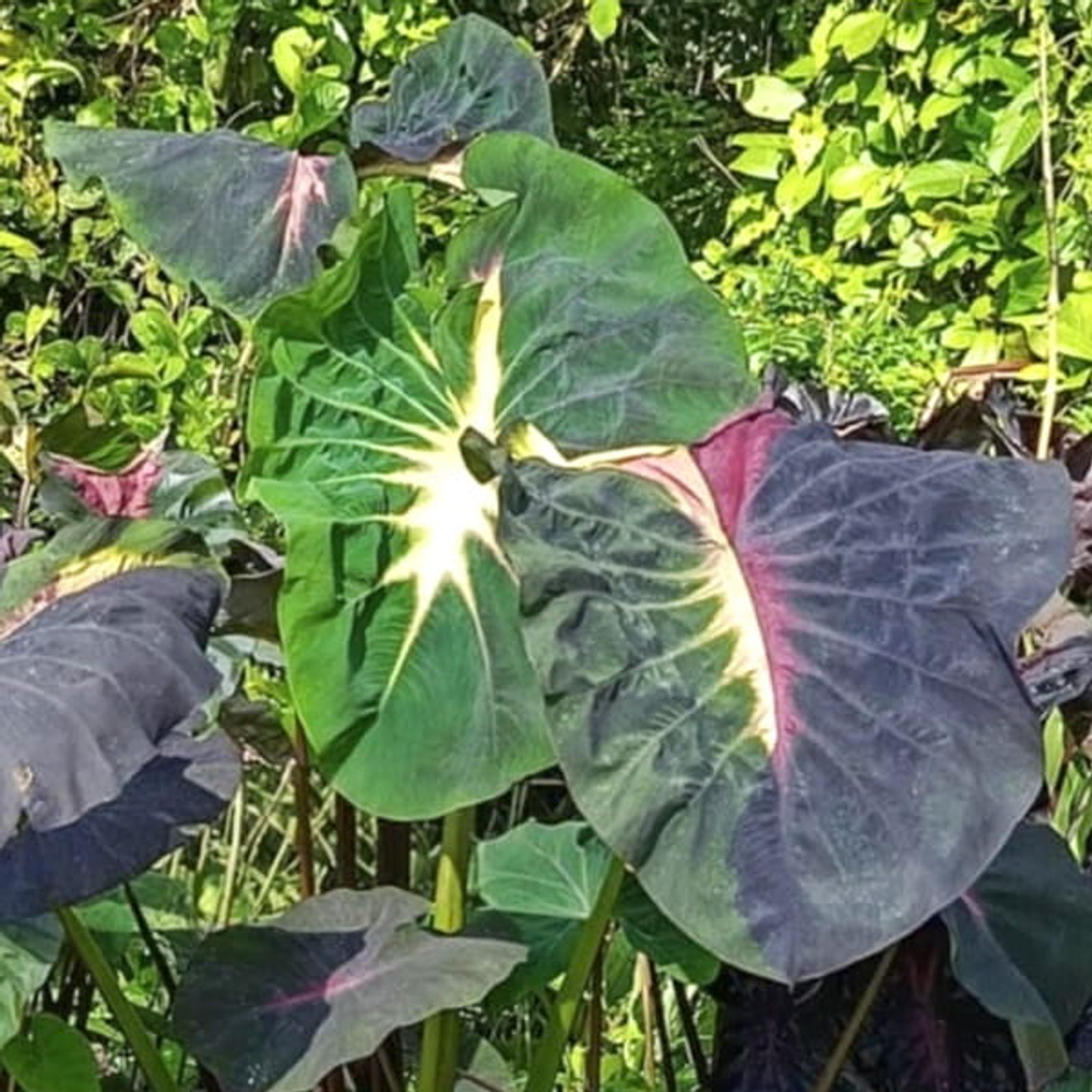 Колоказия BLACK OGRI