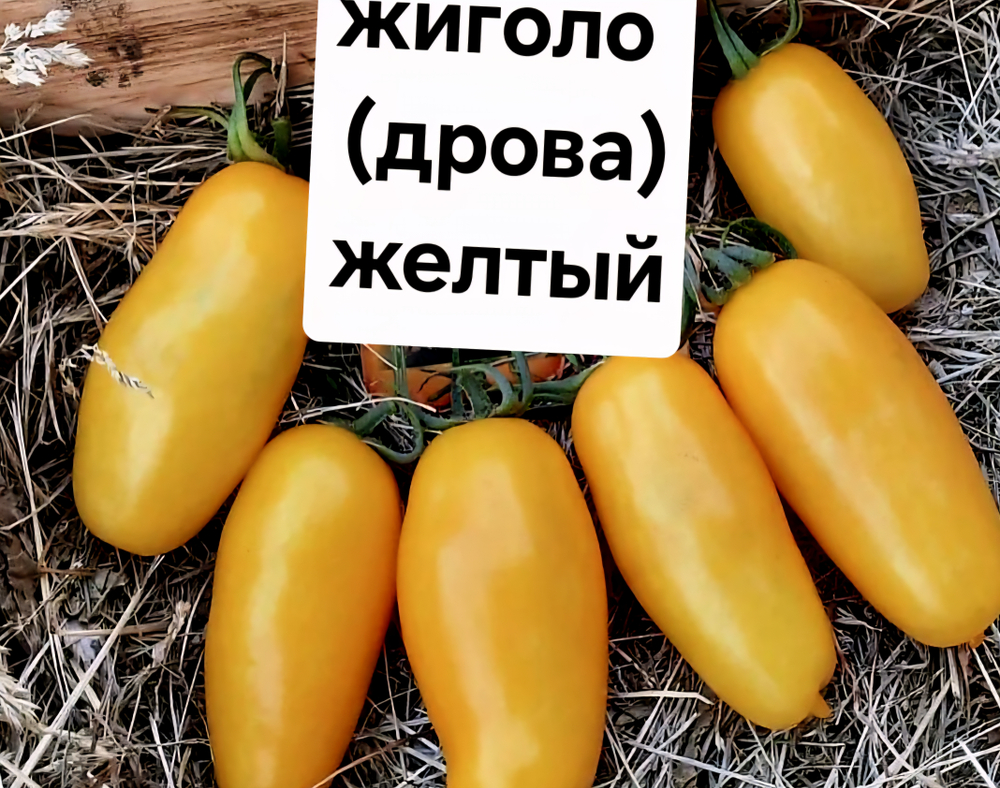 ЖИГОЛО (ДРОВА ) ЖЕЛТЫЙ