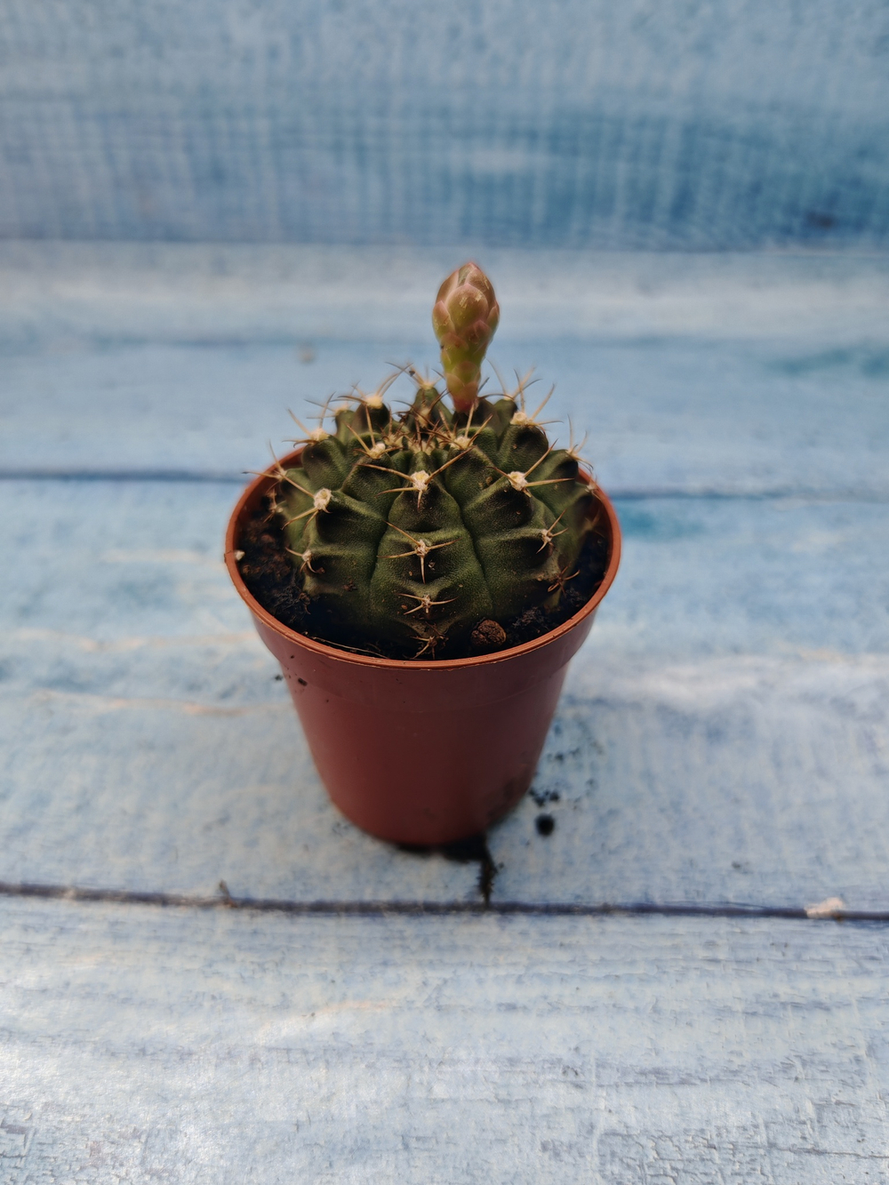 Gymnocalycium Friedrichii (Гимнокалициум)