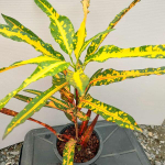 Кротон JUDO SAI THONG