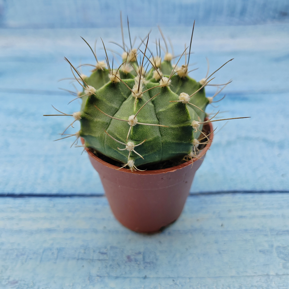 Gymnocalycium Friedrichii (Гимнокалициум)