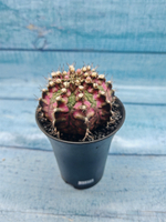 Gymnocalycium T-Rex Pink hybrid (Гимнокалициум T-rex)