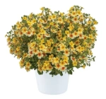 Джеймсбриттения Stardom goldstar