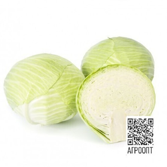 Лагрима F1 семена капусты белокочанной (Rijk Zwaan / ALEXAGRO) культура – фото 3