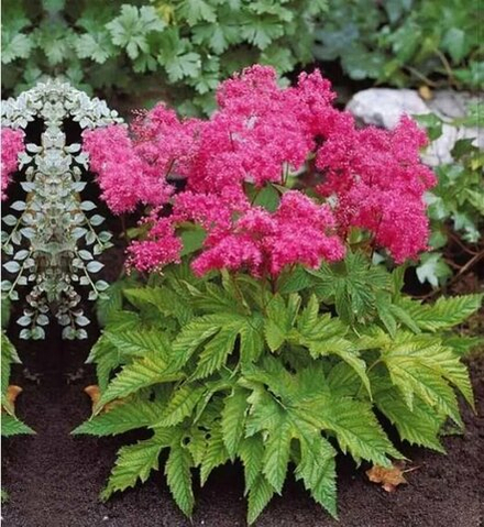 Лабазник (Filipendula) purpurea Elegans