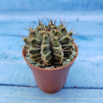 Gymnocalycium Friedrichii (Гимнокалициум)