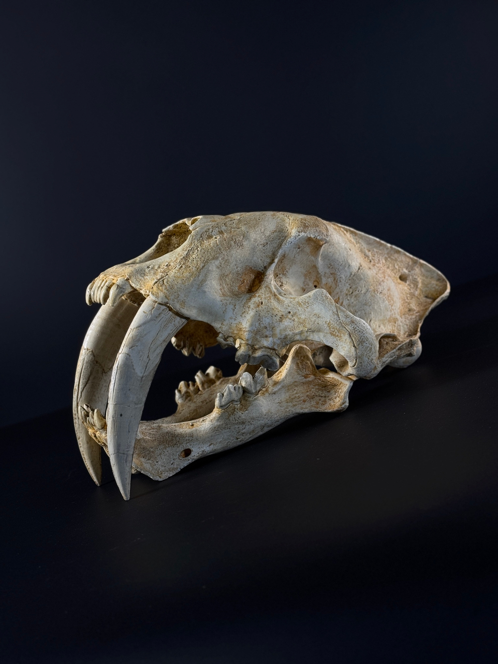Smilodon