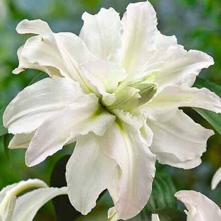 Лилия Полар Стар восточная