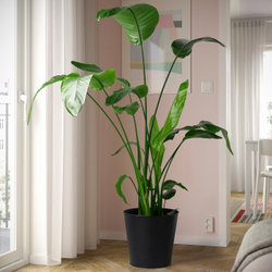 IKEA CITRONMELISS  (ИКЕА СИТРОНМЕЛИСС)  -  Противень, внутренний/наружный/антрацитовый, 32 см