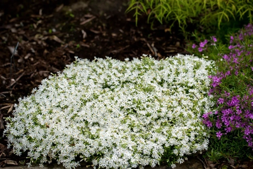 Флокс шиловидный Сноуфлейк Р9 Закупка М36 получение май-июнь 2026