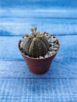 Euphoria Obesa (Эуфорбия)