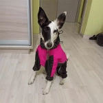 Комбинезон для собаки дождевик демисезонный White Wolf вырез на девочку розово-чёрный