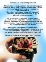 Молодило Липстик двухцветное