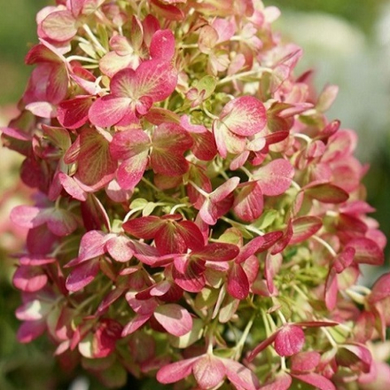 Гортензия метельчатая Граффити