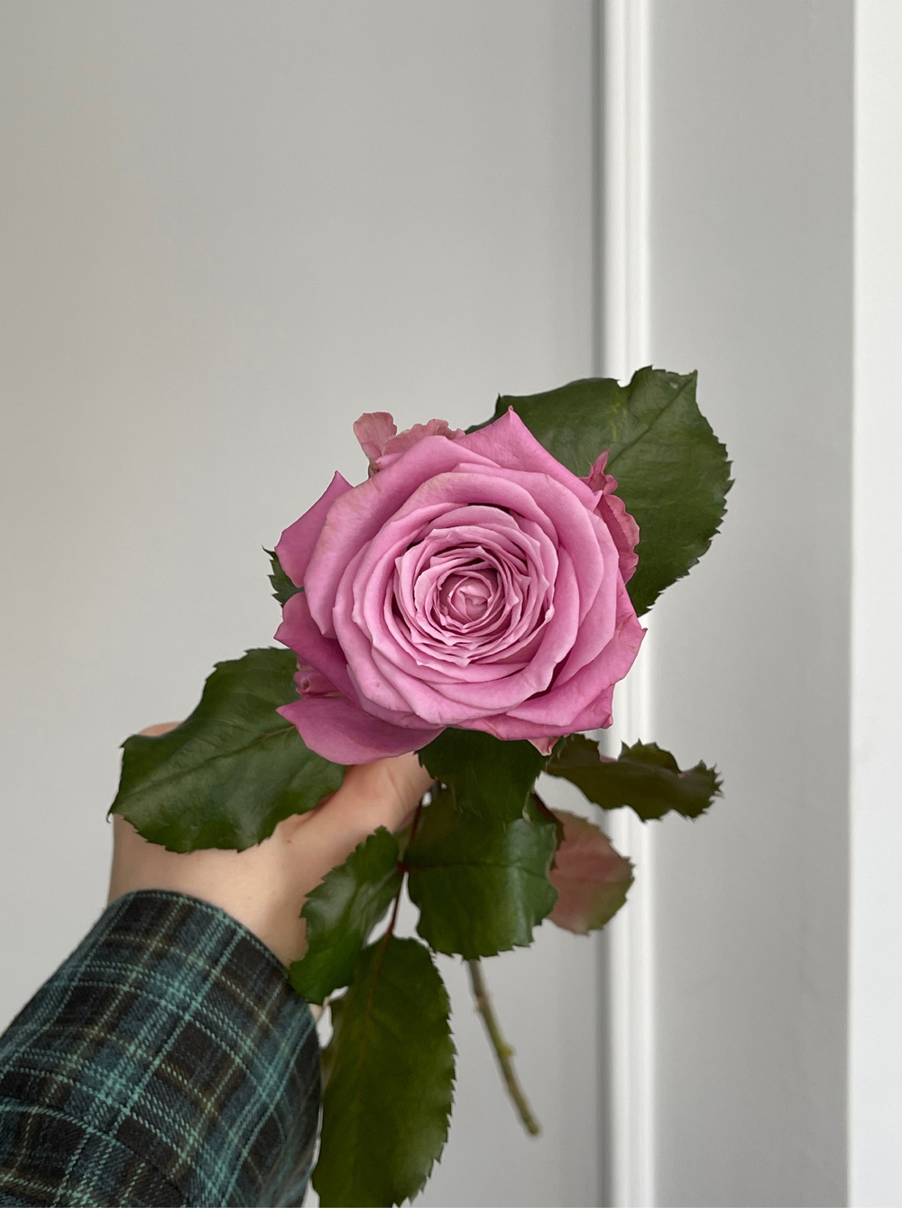 Фиолетовые одноголовые розы