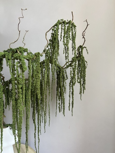 Амарант стабилизированный натуральный зеленый