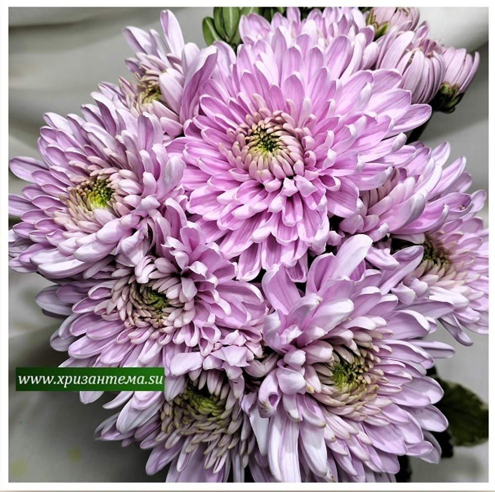 Хризантема одноголовая Rossano /о.24 /поставка весна 2026г/