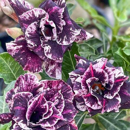 Адениум ILON MASK