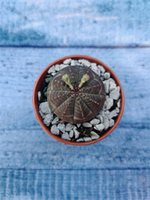 Суккулент Euphorbia Obesa (Эуфорбия)