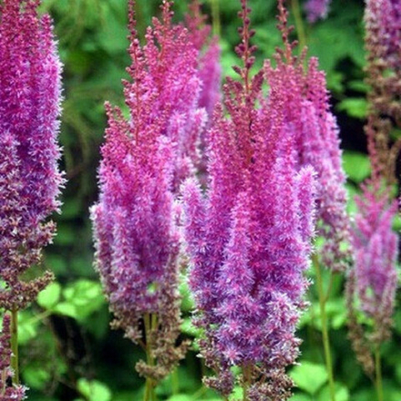 Астильба китайская "Purpurlanze". Astilba chinensis "Purpurlanze".