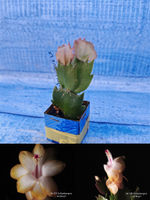 Schlumbergera cv. Sol Brazil (Шлюмбергера)