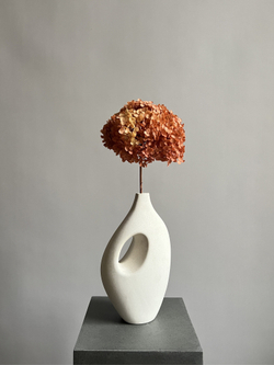 Гортензия стабилизированная охра