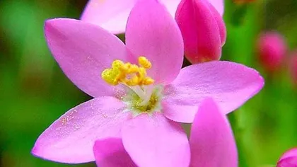 Золототысячник зонтичный (трава)