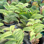 Рафидофора MINT VAR