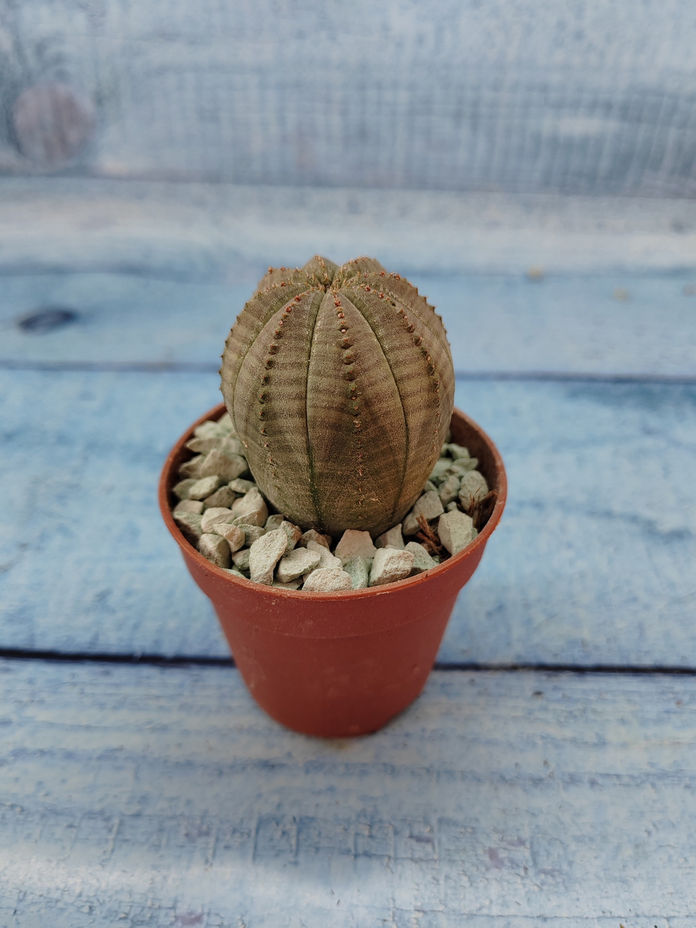 Euphoria Obesa (Эуфорбия)