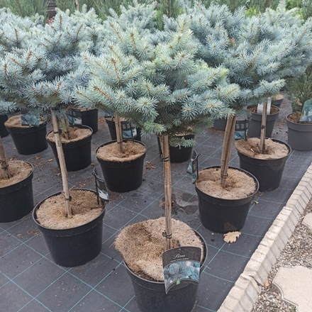 Ель "Glauca Globosa"