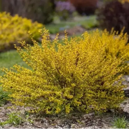 Пузыреплодник "Lucky Devil"