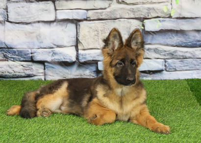 ЛЕКТОР Из Поместья Боговик - 14.0.2025 д.р.