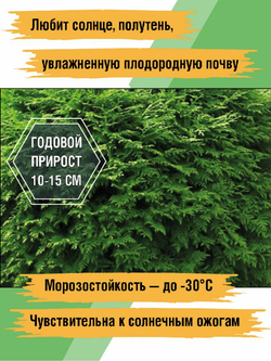 Туя западная Вудварди