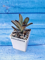 Kalanchoe Tomentosa Chocolate Soldier (Каланхоэ)